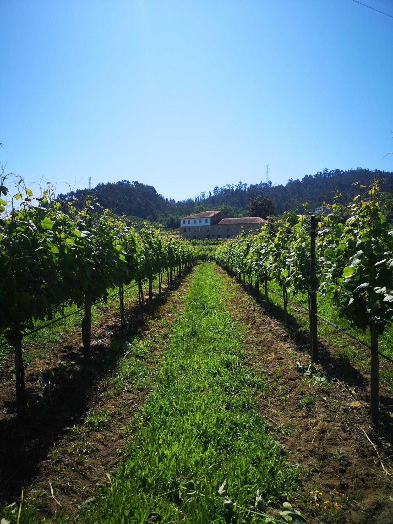 Quinta De Cypriano - Wine & Nature Ponte da Barca Luaran gambar